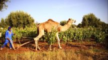 Great getaway : Vineyard in Essaouira