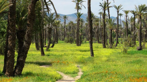 Very luxury boutique-hotel nestled in the heart of the palm grove of Marrakech