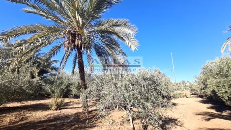 Marrakech : Terrain bien placé sur le circuit de la Palmeraie