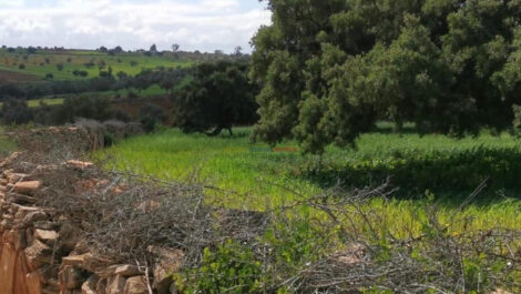 Panoramic 4-Hectare Plot for Sale Near Essaouira – Ideal for Tourism or Private Retreat